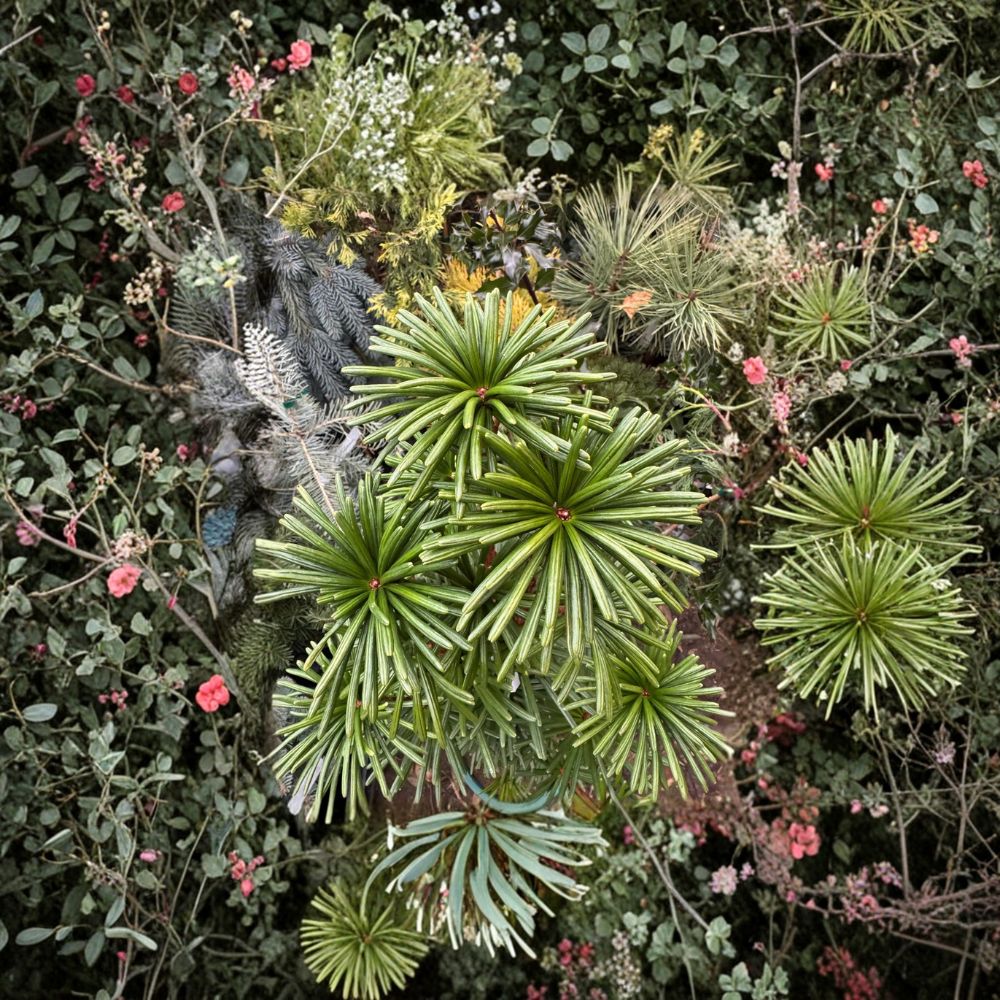 Green Star Japanese Umbrella Pine – Live Evergreen Conifer in 2 Gallon Pot | Sciadopitys verticillata | Compact Landscape Tree