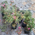 Spider Azalea Rhododendron stenopetalum - Rare Evergreen Shrub with Pink Spider-Like Blooms in Container