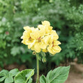Yellow Geranium Seeds – 10 Pack Pelargonium Flower Seeds for Garden, Container & Indoor Growing