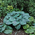 Humpback Whale Hosta – Live Bare Root Giant Shade Perennial with Blue-Green Foliage, Herbaceous Garden Plant