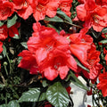 Rhododendron ‘Fred Peste’ Live Evergreen Shrub | Compact Red Bell-Shaped Flowers | Hardy Container Grown Rhododendron