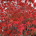 Acer palmatum ‘Peve Starfish’ Japanese Maple Dwarf Tree in #3 Container, Rare Starfish Leaf Ornamental Maple