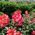 Rhododendron ‘Kluis Sensation’ Live Evergreen Shrub – Compact Red Pink Blooms, Field Grown, Hardy to -5°F