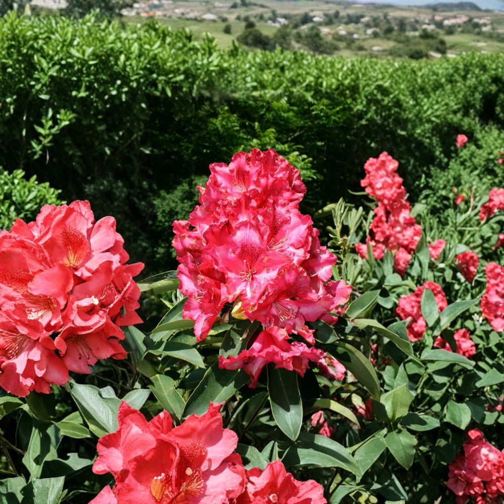 Rhododendron ‘Kluis Sensation’ Live Evergreen Shrub – Compact Red Pink Blooms, Field Grown, Hardy to -5°F