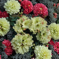 Windsong Rhododendron Live Evergreen Shrub #3 Container, Yellow Wavy Blooms with Red Accents, Hardy to 0°F, Rhododendron hybrid
