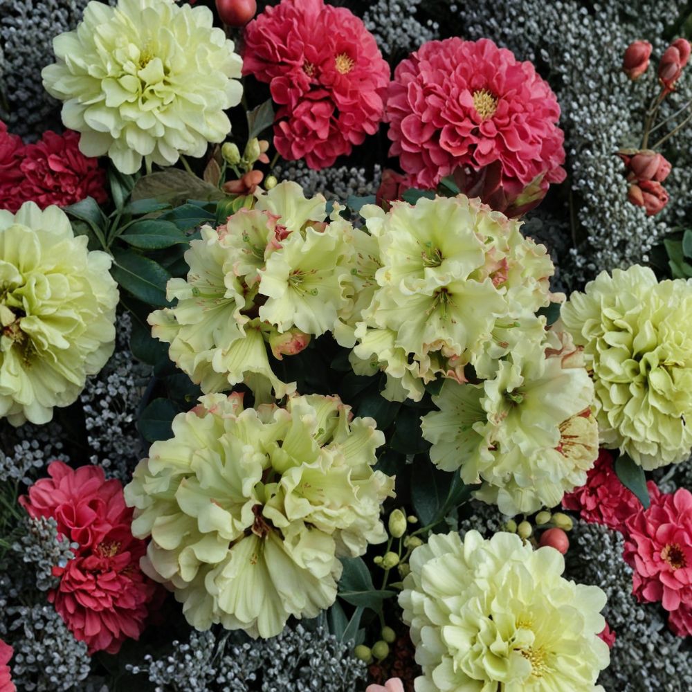 Windsong Rhododendron Live Evergreen Shrub #3 Container, Yellow Wavy Blooms with Red Accents, Hardy to 0°F, Rhododendron hybrid