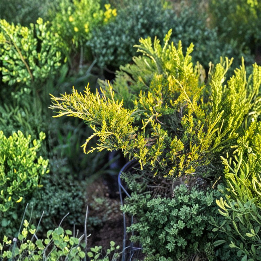 Juniperus chinensis ‘Old Gold’ Live Evergreen Shrub | Drought Tolerant Golden Spreading Juniper | #3 Container
