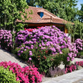 Catawbiense Grandiflorum Rhododendron – Live Evergreen Shrub with Bright Purple Blooms, Field Grown, Hardy to -10°F