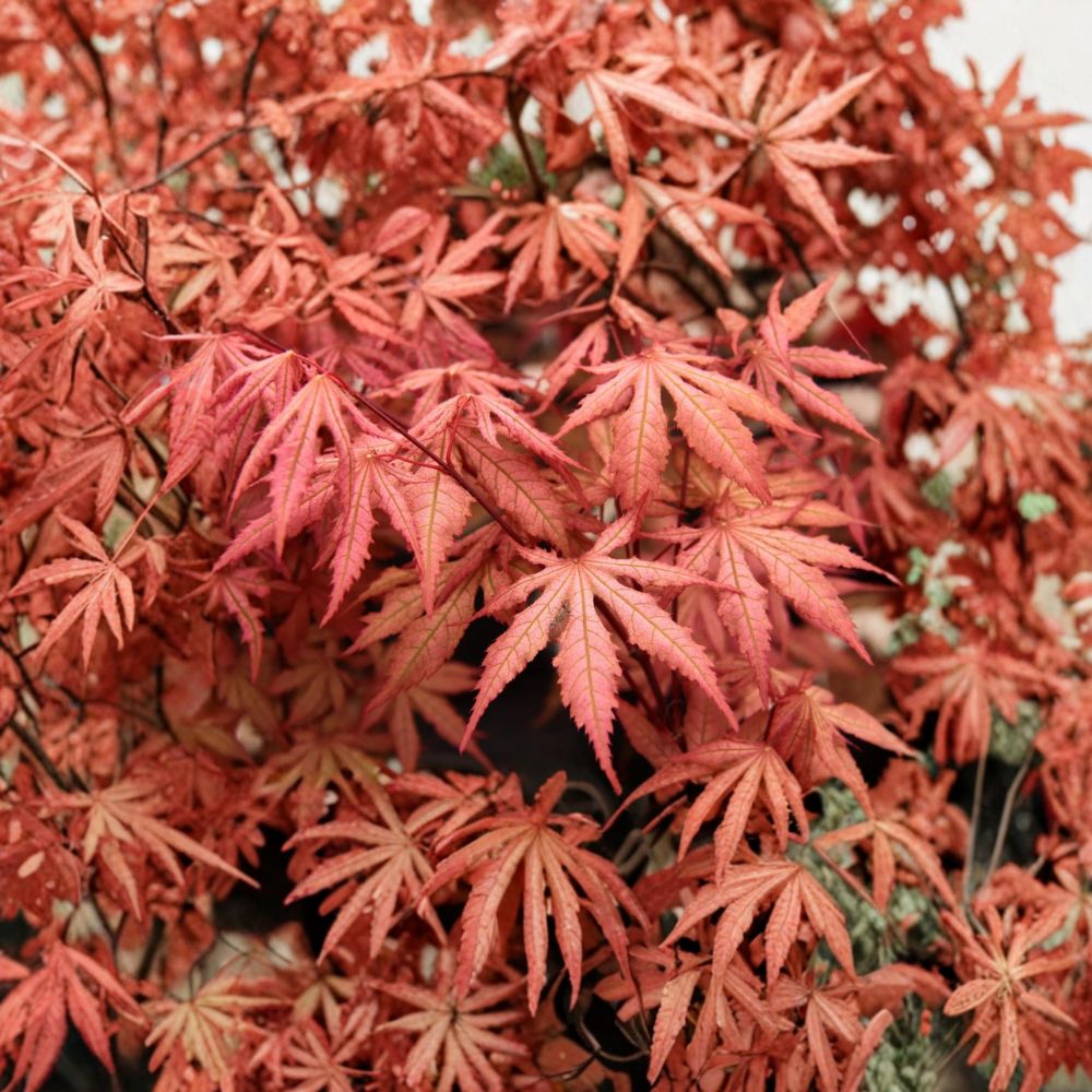 Acer palmatum ‘Nebula’ Live Japanese Maple Tree with Pink & Lime Green Foliage, Rare Ghost Maple, Container Friendly