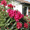 Nova Zembla Rhododendron Live Evergreen Shrub | Red Blooms | Hardy to -25°F | 12-15 Inches Wide Landscape Plant