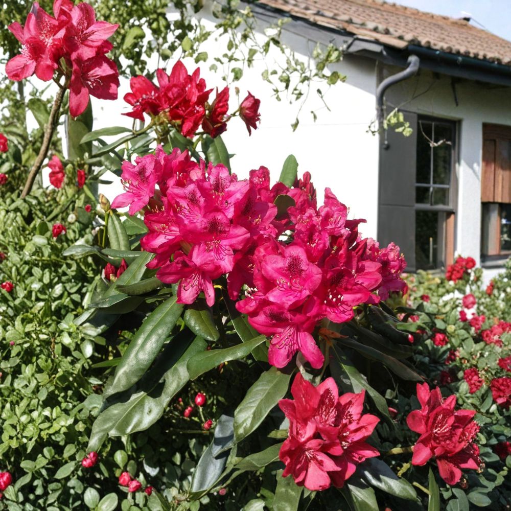 Nova Zembla Rhododendron Live Evergreen Shrub | Red Blooms | Hardy to -25°F | 12-15 Inches Wide Landscape Plant