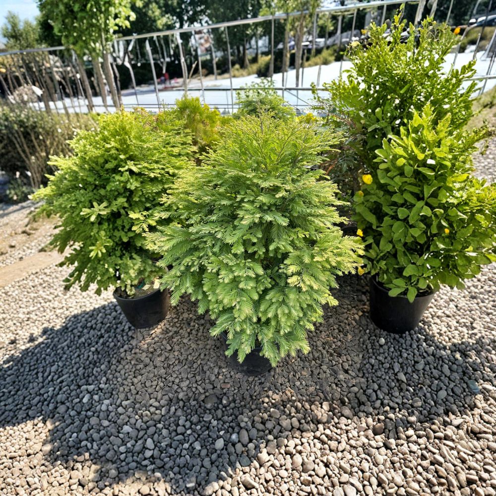 Metasequoia glyptostroboides ‘Schirrmann’s Nordlicht’ Variegated Dwarf Dawn Redwood Tree with Cream Foliage, Rare Conifer