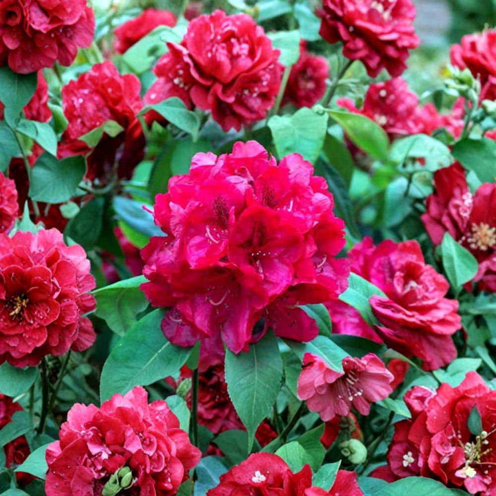 Live Rhododendron Shrub – Trilby Variety, Vibrant Red Blooms, Evergreen, Hardy to -10°F, Field Grown Landscape Plant