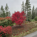 Acer palmatum ‘Emperor 1’ Live Japanese Maple Tree - Red Foliage, Ornamental, Container Grown