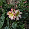 Rhododendron Melrose Flash Live Evergreen Shrub Pink Yellow Green Blooms 12-15 Inches Wide