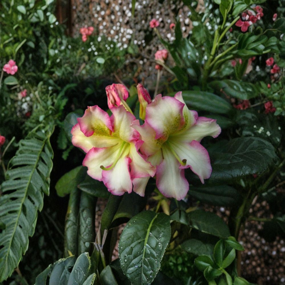 Rhododendron Melrose Flash Live Evergreen Shrub Pink Yellow Green Blooms 12-15 Inches Wide