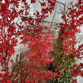 Japanese Maple Live Tree | Acer palmatum ‘Tsukasa Silhouette’ | Columnar Ornamental Tree for Small Spaces