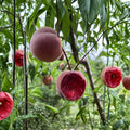 Spring Rain Blood Peach Tree – Live Grafted Bare Root Red Flesh Fruit Tree, Early Season Harvest, Backyard Orchard