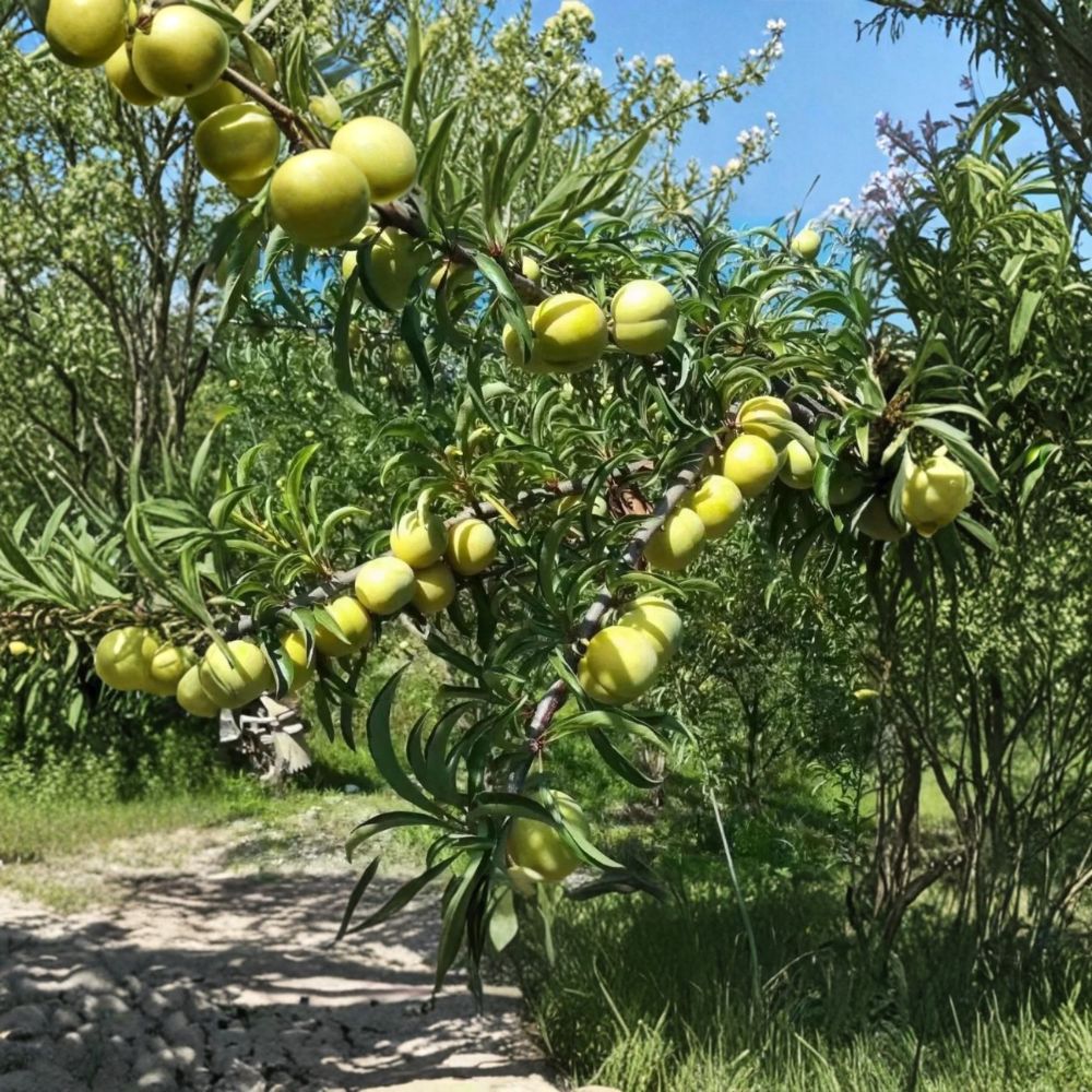 Feng-Tang Plum Tree – 2 Year Grafted Bare Root Japanese Self-Fertile Fruit Tree with Rock Candy Flavor