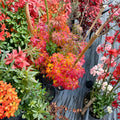 Acer palmatum ‘Orange Dream’ Japanese Maple Live Tree, Golden Yellow Foliage, Red Edged Ornamental Maple, Container Grown