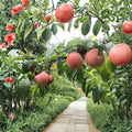 White Phoenix Peach Tree Bare Root Fruit Tree, White Flesh, Mid-Season Harvest, Backyard Orchard, Prunus persica