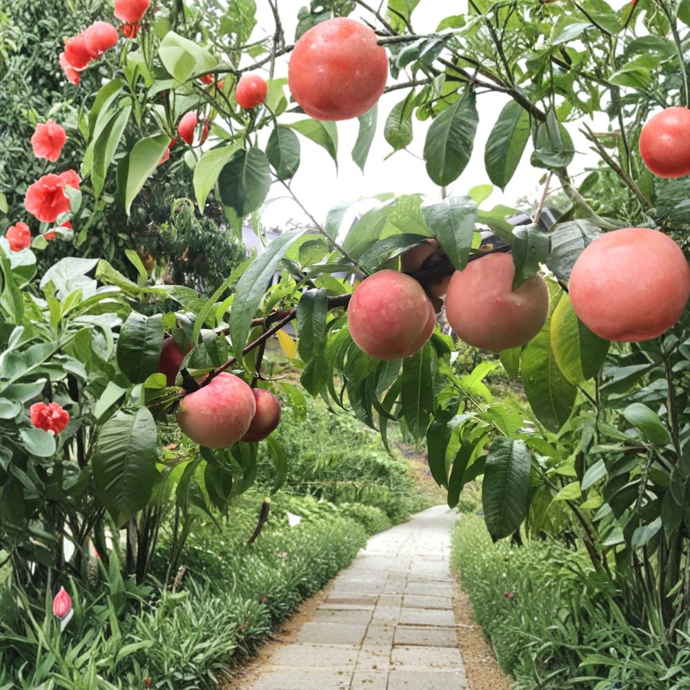 White Phoenix Peach Tree Bare Root Fruit Tree, White Flesh, Mid-Season Harvest, Backyard Orchard, Prunus persica