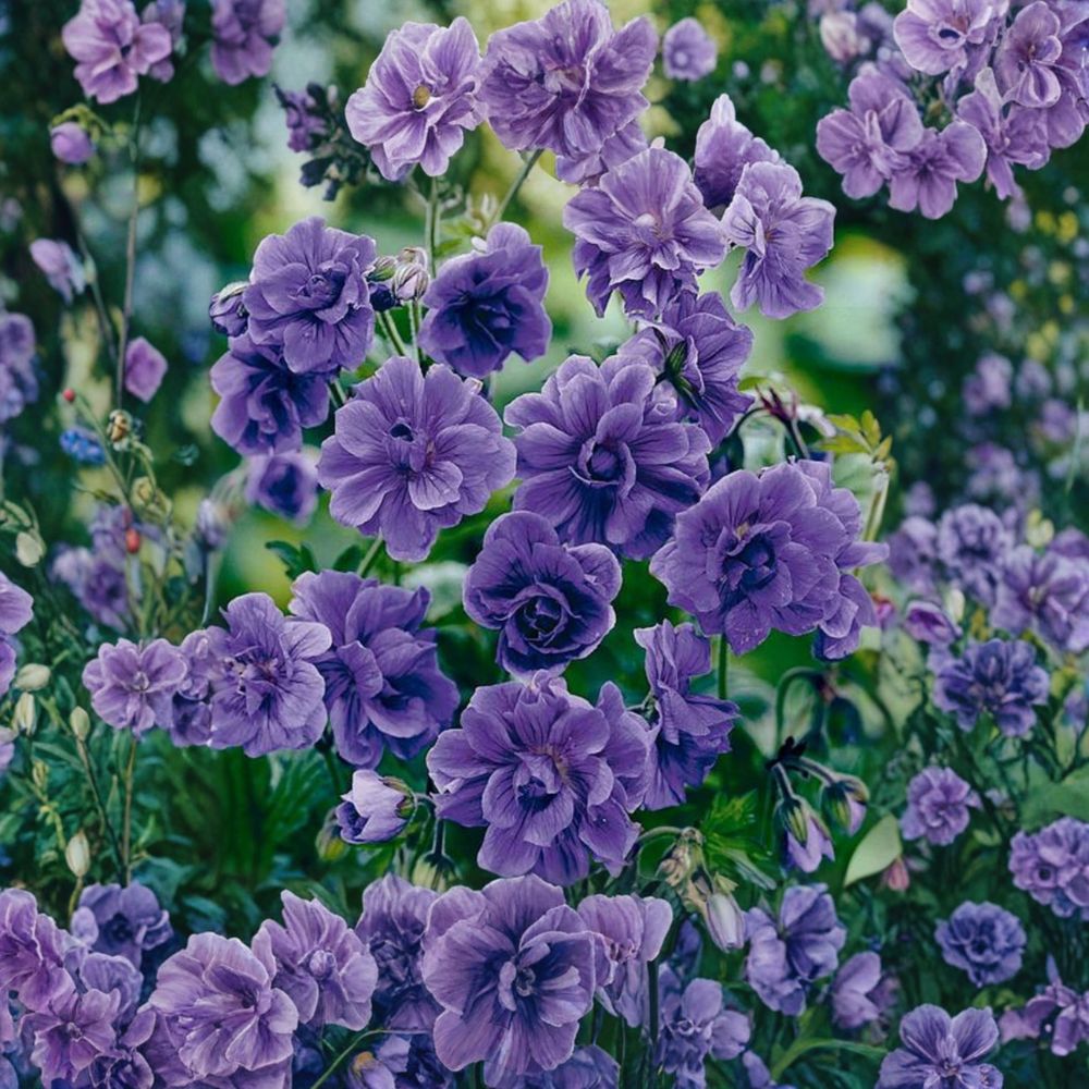 Double Purple Geranium Seeds 10 Pack, Pelargonium Flower Seeds for Containers & Garden, Violet Blooms