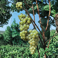 Early Muscat Grape Cuttings – Vitis vinifera Live Propagation Stems for Home Growing, Sweet Aromatic Table Grape Variety