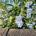 Polaris Blueberry Plant – Live Rooted Bush, Cold Hardy, Edible Berry Shrub, Vaccinium species, Zones 3–7