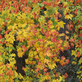 Dwarf Vine Maple Live Plant | Acer circinatum ‘Baby Buttons’ | Compact Ornamental Tree for Containers & Gardens
