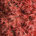 Acer palmatum ‘Rhode Island Red’ Dwarf Japanese Maple Tree, Compact Red Ornamental Acer, Container Grown, Zone 5-9