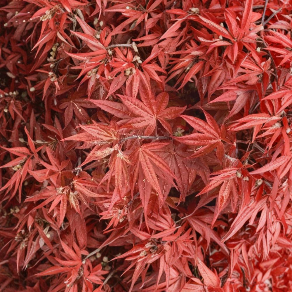 Acer palmatum ‘Rhode Island Red’ Dwarf Japanese Maple Tree, Compact Red Ornamental Acer, Container Grown, Zone 5-9
