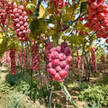Live Bare Root Grape Vine – Vitis vinifera ‘Nina’ – Sweet Table Grape for Backyard Vineyard, Edible Landscape & Garden Trellis