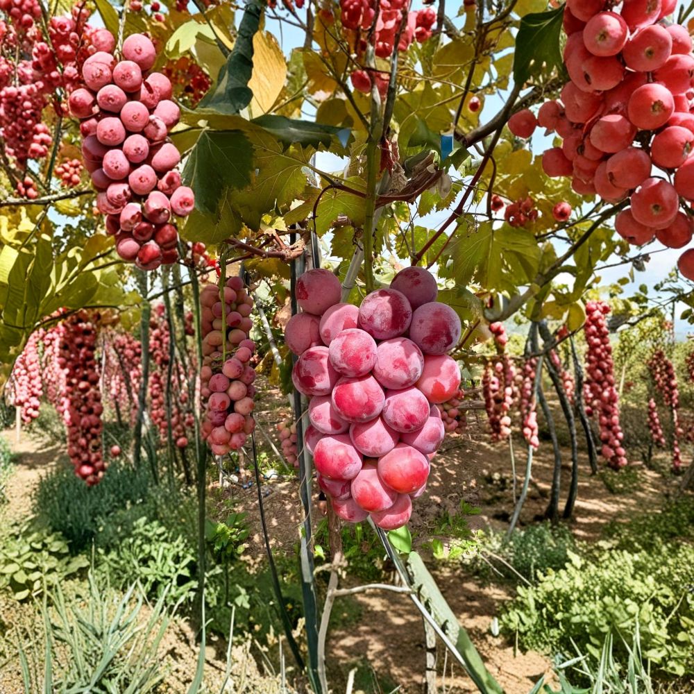 Live Bare Root Grape Vine – Vitis vinifera ‘Nina’ – Sweet Table Grape for Backyard Vineyard, Edible Landscape & Garden Trellis