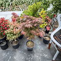 Acer palmatum ‘Englishtown’ Dwarf Japanese Maple Small Leaf Red Tree, Compact Ornamental Acer, Container Plant