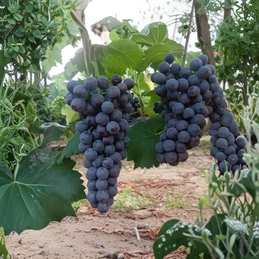 Summer Black Grape Vine – Bare Root Fruit Plant, Early Ripening Sweet Black Grapes, Vitis vinifera