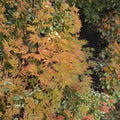Acer palmatum Sister Ghost Live Japanese Maple, Rare Gold Fall Color, Ornamental Tree, Container Grown