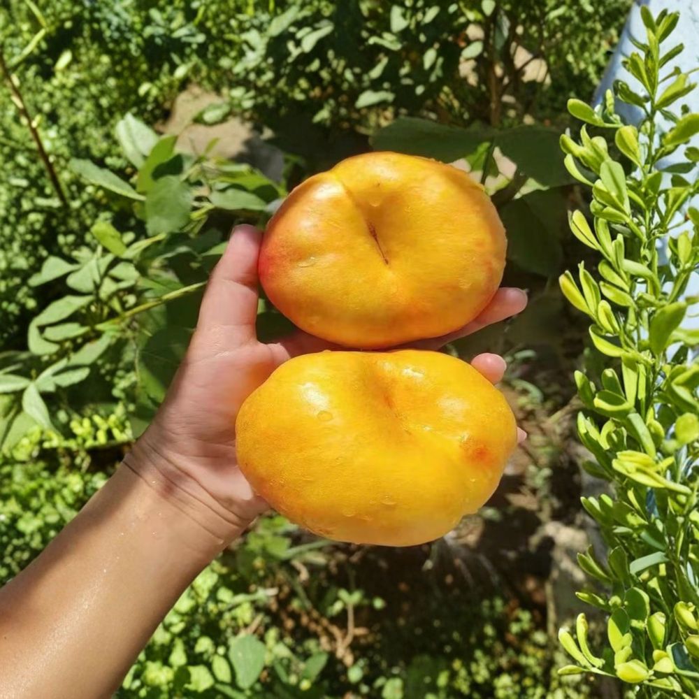 Golden Pan 99 Peach Tree – Live Grafted Bare Root Fruit Tree with Large Yellow Peaches, Prunus persica