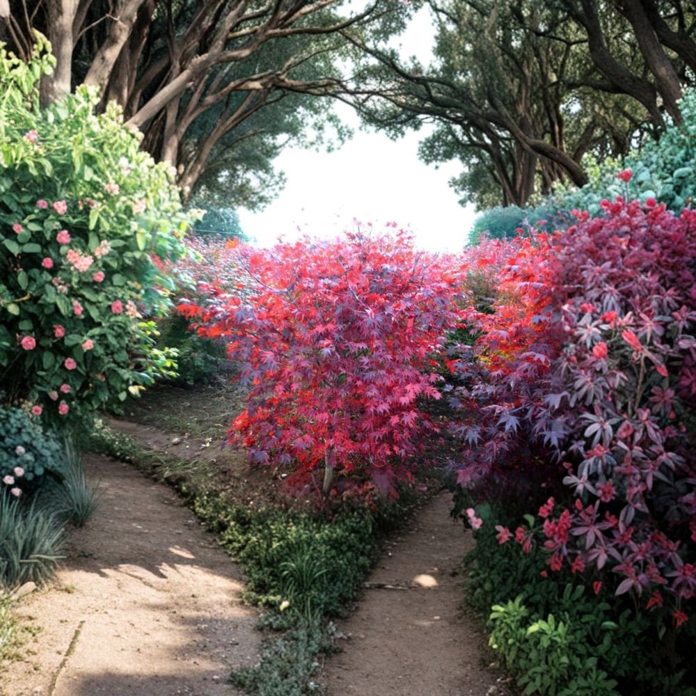 Acer palmatum ‘Ruth’s Red’ Japanese Maple Tree – Upright Red Foliage, Ornamental Deciduous Tree, Container Grown