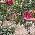 Crimson Seedless Grape Vine – Bare Root Seedless Red Table Grapes, Vining Fruit Plant for Backyard Vineyard and Garden Trellises