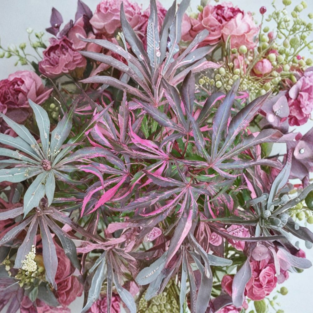 Acer palmatum ‘Lileeanne’s Jewel’ Japanese Maple - Variegated Red & Pink Ornamental Tree in Container