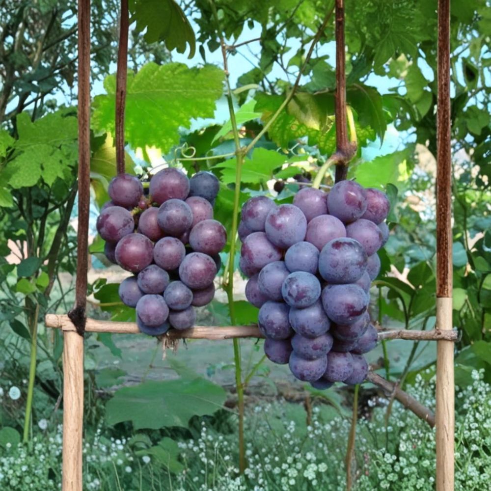 Giant Peak Grape Vine – Live Bare Root Vitis vinifera ‘Giant Peak’ Cold Hardy High Yield Fruit Vine