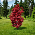 Acer palmatum ‘Twombly’s Red Sentinel’ Live Japanese Maple Tree – Columnar Red Foliage, Container Grown