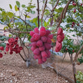 Roman Beauty Grape Vine – Live Grafted Bare Root Japanese Table Grape, Sweet Crisp Fruit, 16–18 Inch Vine