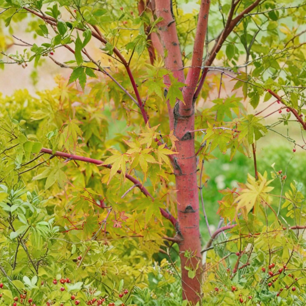 Acer palmatum ‘Sango Kaku’ Live Japanese Maple Tree, Coral Bark Ornamental Tree, Container Grown, Vibrant Winter Color
