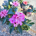 Rhododendron ‘Springtime’ Live Evergreen Shrub with Pink Flowers and Dark Blotch, Cold Hardy, 12-15 Inch Plant