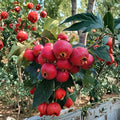 DaMoPan Hawthorn Tree – Grafted Bare Root Chinese Hawthorn Fruit Tree, Edible & Ornamental, Crataegus pinnatifida