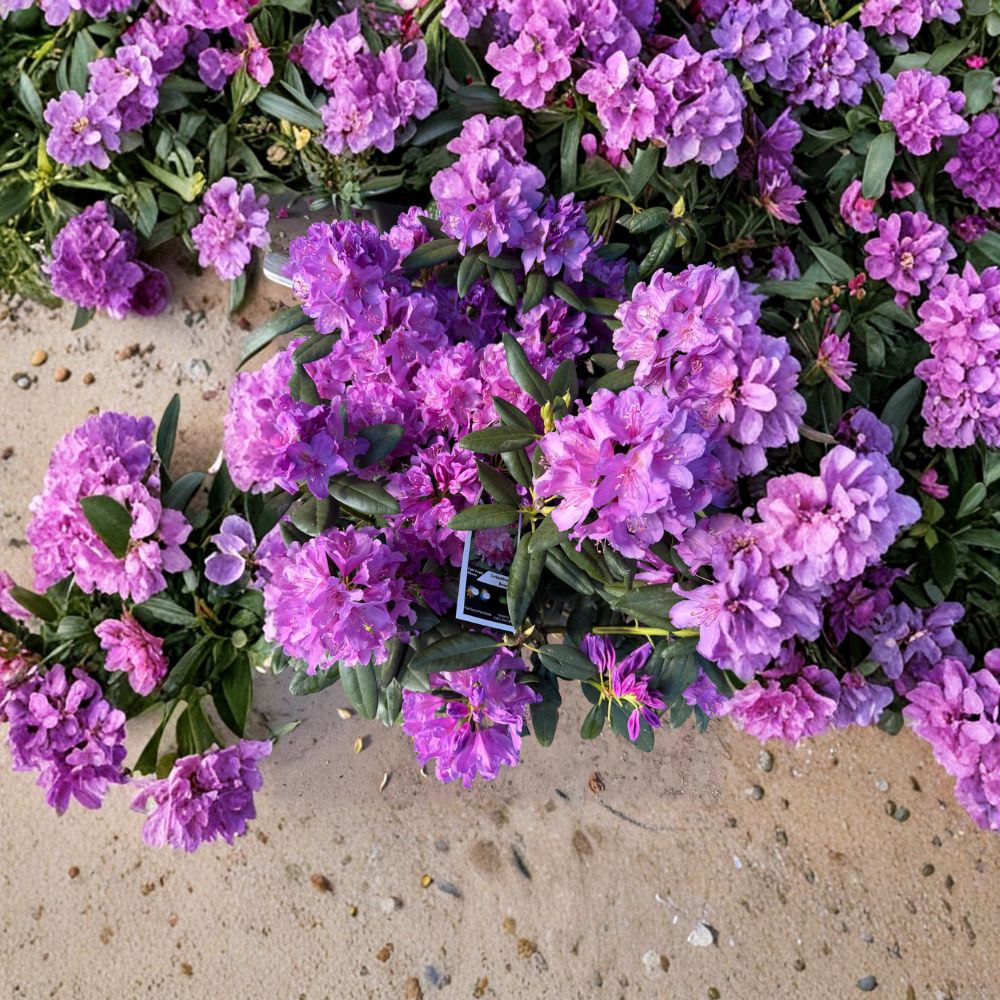 Rhododendron catawbiense ‘Boursault’ Live Evergreen Shrub with Lavender Pink Blooms, Hardy Landscape Plant, Field Grown 12–15 Inches