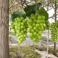 Shine Muscat Grape Vine – Live Grafted Bare Root Plant, Japanese Premium Table Grape, Sweet Muscat Flavor, 16–20 Inch Vining Plant