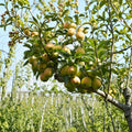 Fragrant Pear Tree Pyrus pyrifolia Live Nursery Pot | Asian Pear Fruit Tree | Sweet Juicy Korla Fragrant Pear | Edible Garden Plant